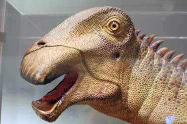 Nigersaurus model aus.webp