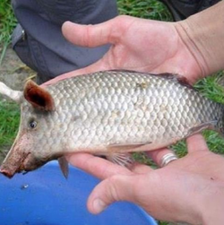 pigfish-svinoryba-2881301886.webp