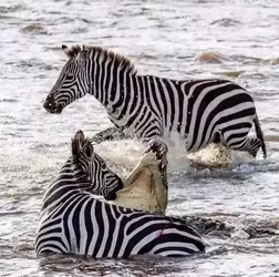 zebra attack croc.webp