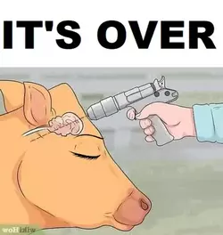 cattle stun gun it's over.webp