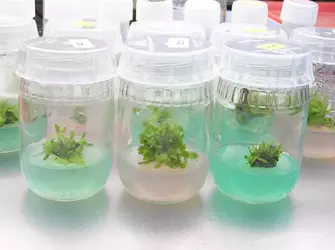 Major Components of Tissue Culture Media (Plant Cell Technology).webp
