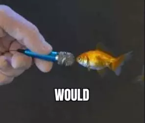 would fish.webp