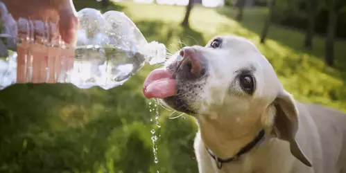 Dog drinking water (1).webp