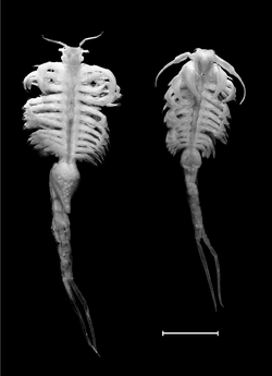 Branchinecta-raptor-n-sp-Male-is-right-female-left-Paratypes-ZMUC-CRU-4855-Scale-bar.webp