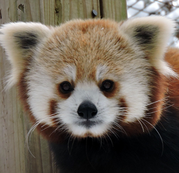red panda staring 2.webp