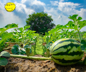 Melon on the logs.webp