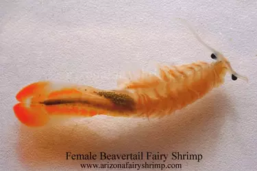 front_beavertail.webp