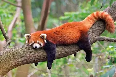 Red Panda 9.webp