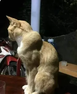 chad cat.webp