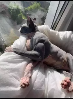 fucking ripped.webp