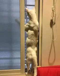 muscular cat.webp