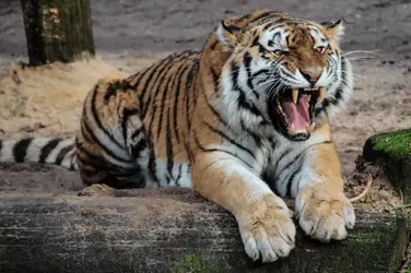 tiger (1).webp