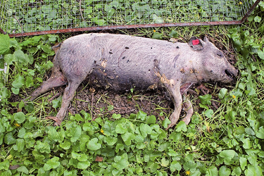 Experimental-setting-for-T-nigricornis-appearance-site-Pig-carcass-after-5-month.webp