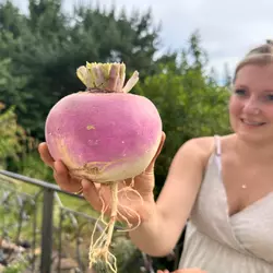 Purple_Top_White_Globe_Turnip_1080x.heic.webp