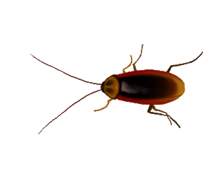 roach.gif