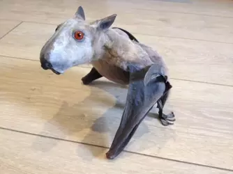 hammerhead bat pic.webp