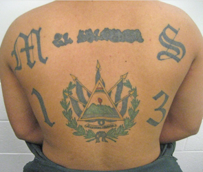 some-actual-ms-13-tattoos-in-contrast-to-kilmar-abrego-v0-hhr6694nutve1.webp
