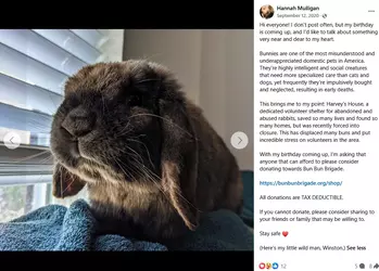 hannah mulligan bunny.webp