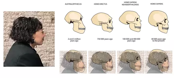 alyssa_erectus.webp
