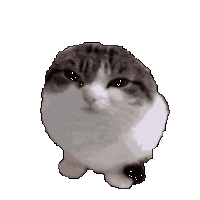 9845-wawa-cat.gif