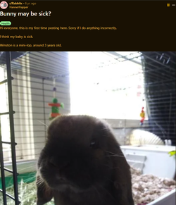 hannerhapper-reddit5a.webp