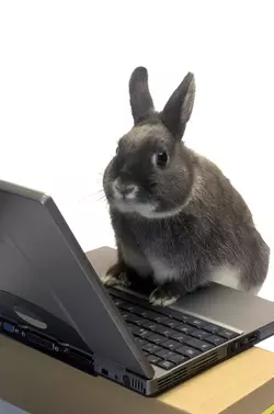 depositphotos_5669145-stock-photo-rabbit-webmaster.jpg.webp