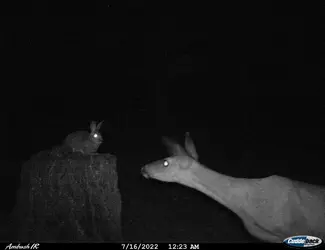 trail communion rabbit and deer.webp