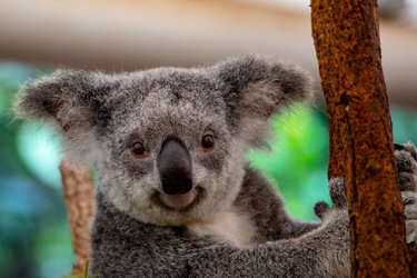 koala 7.webp