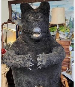 taxi bear 85.webp