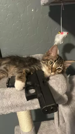 gun kitten.webp