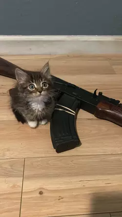 gun kitten 2.webp