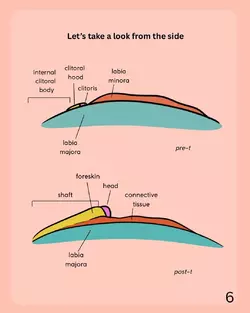 lets-talk-about-bottom-growth-updated-version-v0-dn6fpc2dweye1.webp