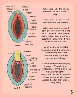 lets-talk-about-bottom-growth-updated-version-v0-vy7bnc2dweye1.webp