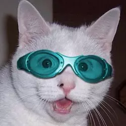HOW I FEEL.webp