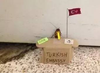 turkroach embassy.webp