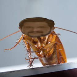 roach.webp