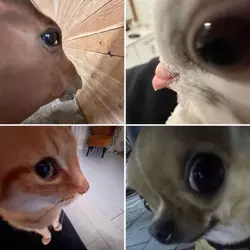 side eye critters.webp
