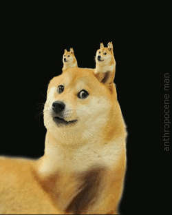 dogepartment of redundancy dogepartment.gif