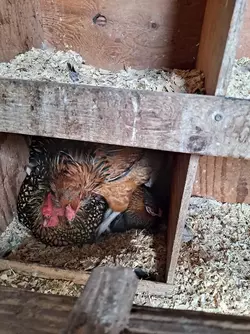 sigh-six-nest-boxes-yet-3-in-one-box-v0-tk0wshmez5db1.webp