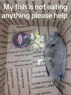 1746543084246.webp