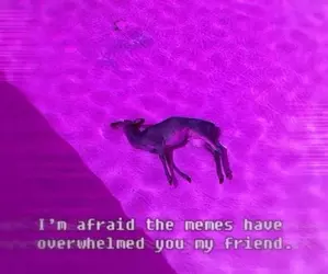 memes have overwhelmed you.webp
