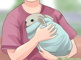 wiki-how-bunny-rabbit.webp