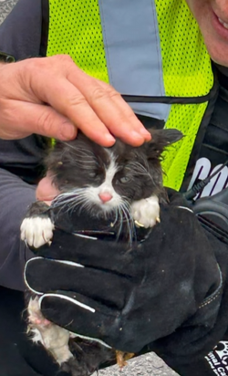 rescued kitten.webp