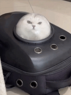 1739540743904048.gif