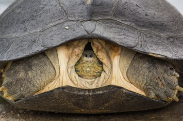 Turtle.webp