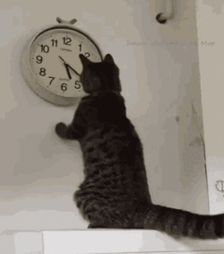 tenor5.gif