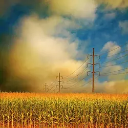It's almost harvesting season.webp