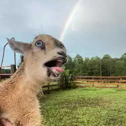 Derp.webp