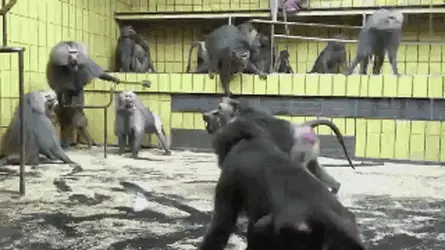 monkey-fighting.webp