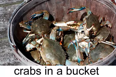 Crabs in a bucket - Copy.webp